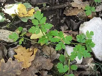Description de cette image, également commentée ci-après