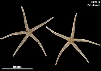 Chaetaster longipes (MNHN).