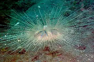 Chaetodiadema granulatum.