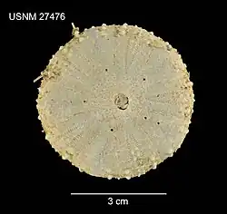 Chaetodiadema pallidum