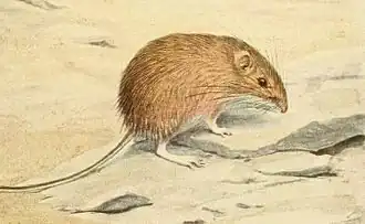 Description de l'image Chaetodipus hispidus.jpg.