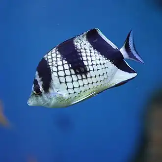 Description de l'image Chaetodon argentatus by DaijuAzuma.JPG.