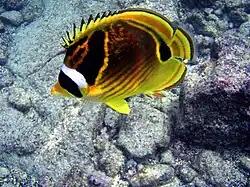 Photographie d'un poisson-papillon à raies rouges.