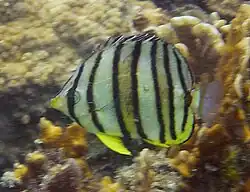 Chaetodontidae, Poisson-papillon à huit bandes