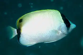 Chaetodon sedentarius