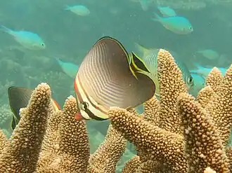 Un poisson-papillon triangulaire (Chaetodon triangulum)