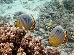 Deux poissons-papillon à trois bandes (Chætodon trifasciatus).