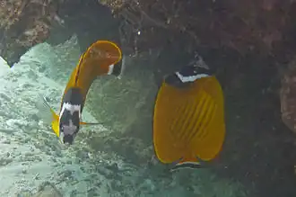 Chaetodontidae, Poisson-papillon Chaetodon wiebeli