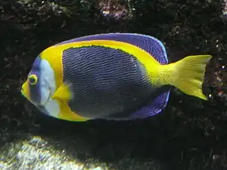 Chaetodontoplus duboulayi