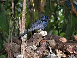 Description de l'image Chaetorhynchus_papuensis_82240365.jpg.