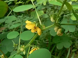 Description de l'image Chakunda (Hindi- चकूंदा) (1251136006).jpg.