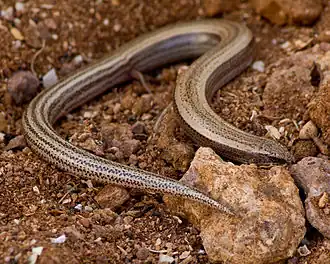 Description de l'image Chalcides mauritanicus.jpg.