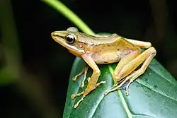 Description de l'image Chalcorana labialis, White-lipped frog - Betong District, Yala Province (50770104936).jpg.
