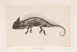 Caméléon aux rayons X.
