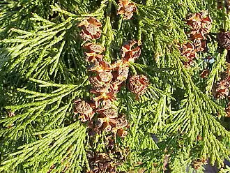 Description de cette image, également commentée ci-après