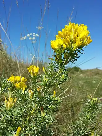 Description de l'image Chamaecytisus austriacus sl9.jpg.