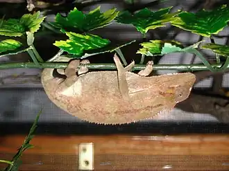 Description de l'image Chamaeleo ellioti.jpg.