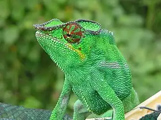Caméléon panthère vert.