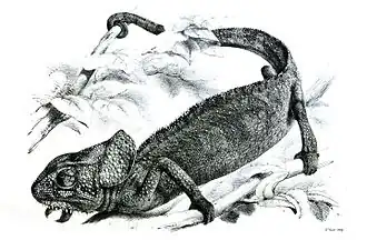 Description de l'image ChamaeleonMonachusFord.jpg.