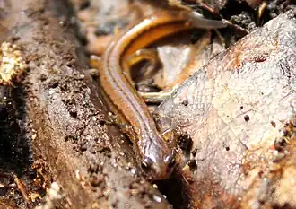 Description de l'image Chamberlain's Dwarf Salamander imported from iNaturalist photo 118496540 on 21 December 2021.jpg.