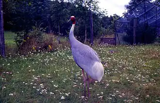 Image illustrative de l’article Parc zoologique des Monts du Livradois d’Auvergne