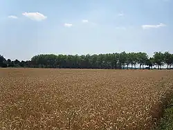 Champ de blé et alignement d'arbres menant au château d'Écoublay.