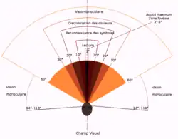 Les différentes zones du champ visuel
