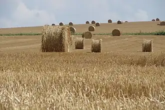Meules de paille, une vision traditionnelle en été dans les zones tempérées.