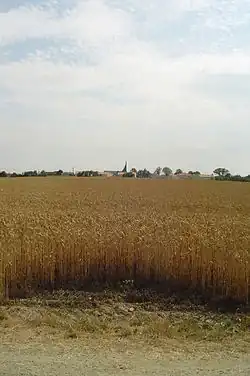 Champs de blé au Fief-Sauvin.