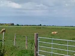 Marais intermédiaires et desséchés : Charolaises à Esnandes.
