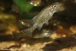 Photographie d’un spécimen de chapalichtys pardalis