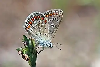 Description de cette image, également commentée ci-après
