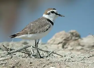 Pluvier à collier interrompu