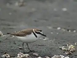 Gravelot à collier interrompu