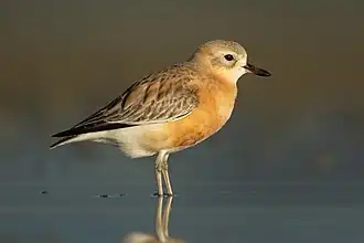 Un Guignard de l'Île du Nord (Charadrius obscurus aquilonius)