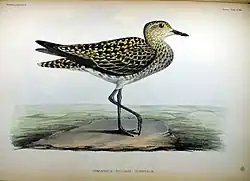 Illustration peinte à la main d'un oiseau vu de profil avec une légende : Charadrius pluvialis orientalis.