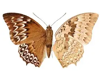 Description de cette image, également commentée ci-après