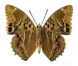 ♂ △ face ventrale