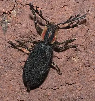 Description de cette image, également commentée ci-après