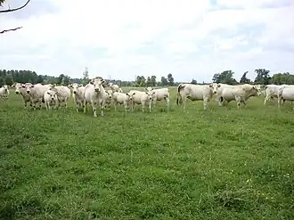 Image illustrative de l’article Bœuf de Charolles