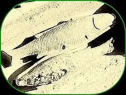 Portail nord de la cathédrale de Chartres.