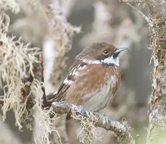 ʻElepaio à Volcano.