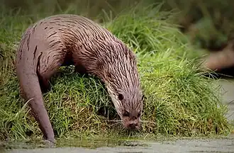 Loutre d’Europe.