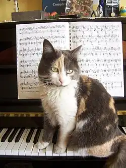 un chat pianiste