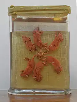 L’exemplaire du musée municipal des Beaux-Arts et d’Histoire Naturelle de Châteaudun.