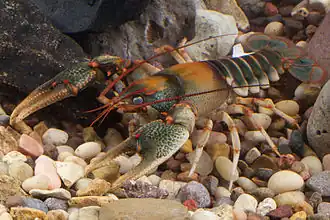 Description de l'image Chattooga River Crayfish (14174938652).jpg.