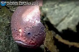 Chaunacops coloratus (gros plan sur le visage et l'illicium)