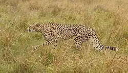 Dans de hautes herbes un grand animal tacheté de noir avance.
