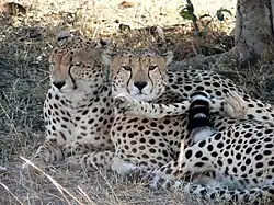 Des guépards se reposent à l'ombre des arbres.