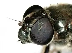 Tête d'une femelle C. canicularis (noter l'éloignement des yeux)